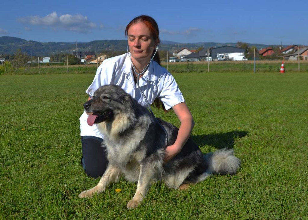 Reiki za živali - veterina Trbovlje